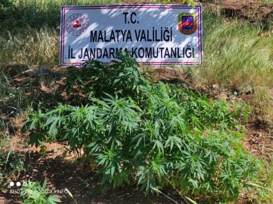 Malatya'da 589 Kök Hint Keneviri Ele Geçirildi