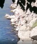 ÇEKIM - Nesli Tükenme Tehlikesi Altindaki Su Samuru Firat Nehri'nde Görüntülendi