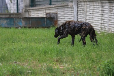 Yol Kenarina Dökülen Zifte Bulanan Köpek 3.5 Saatte Kurtarildi