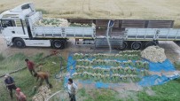 SONBAHAR - Aksaray'da Sular Çekildi, Üreticiler Az Su Isteyen Ürünlere Yöneldi