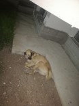 KÖPEK - Baskent'te Kafasina Sallama Darbesi Aldigi Iddia Edilen Köpek Gözünü Kaybetti