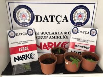 NARKOTIK - Datça'da Uyusturucu Baskini