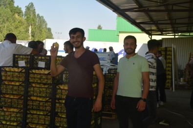 Igdir'in 'Sari Altin'i Yurt Disina Ihraç Ediliyor