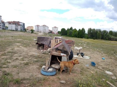 Kütahya'da Tehlike Arz Eden Yasakli 5 Köpege El Konuldu