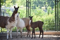 HAYVANAT BAHÇESİ - Malatya Hayvanat Bahçesi Ziyarete Açildi
