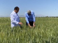 GENETIK - Türk Yerli Tohumu Dünyaya Açiliyor