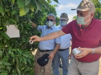 PREDATÖR - Turunçgil Zararlisina Karsi Yararli Böcek Salinimi Yapildi