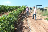  SU  - Alasehir'de Firtinada Zarar Gören Baglarda Hasar Tespit Çalismalari Basladi