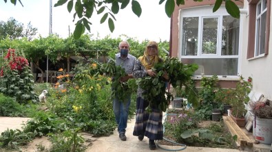 Büyüksehirden Tasindilar, Evlerinin Bahçesinde Ipekböcegi Yetistiriyorlar