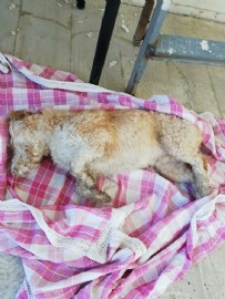 ÇANAKKALE - Çanakkale'de vahşete uyandılar: 30 sokak hayvanı gece herkes uyurken zehirle öldürüldü