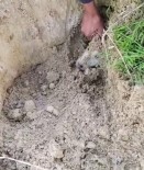 ESENYURT - Esenyurt'ta Toprak Altindaki Yavru Köpekleri Çocuklar Kurtardi