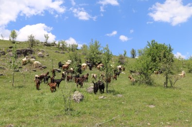 Halep Keçileri Ordu Yaylalarinda
