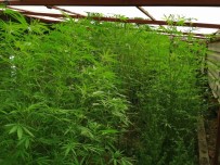 NARKOTIK - Hatay'da 110 Kök Kenevir Bitkisi Ele Geçirildi