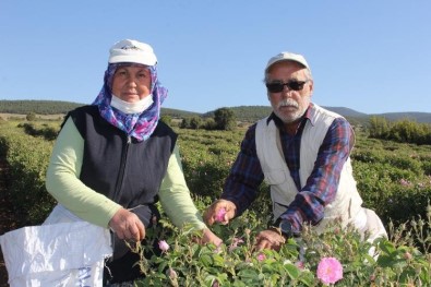 Isparta'da Kuraklik Gül Rekoltesini Ve Verimini Etkiledi