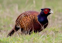 GİRESUN - Kene Avcisi 15 Bin 'Sülün' Dogaya Salinacak