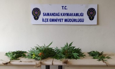 Samandag'da Uyusturucu Operasyonu Açiklamasi 2 Gözalti