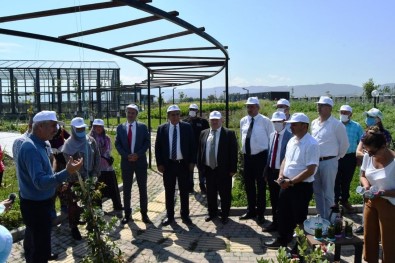 Tibbî Ve Aromatik Bitkiler Bahçesi'nde Ilk Hasat Yapildi