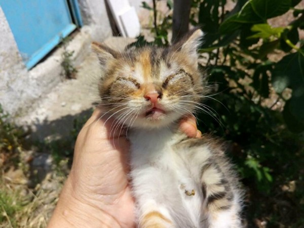 Çanakkale'de vahşete uyandılar: 30 sokak hayvanı gece herkes uyurken zehirle öldürüldü