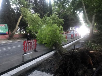 Bakirköy'de Agaç Devrildi Açiklamasi 1 Yarali