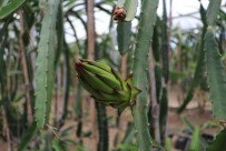  SU  - Çukurova'da Ejder Meyvesi Ekim Alani Artiyor