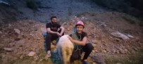 HÜSEYİN KAPLAN - Dedesinin Kayaliklarda Mahsur Kalan Koyununu Dagci Torunu Kurtardi
