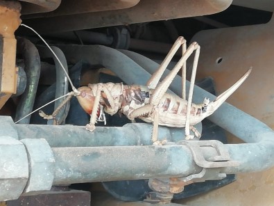 Dev Çekirge Görenleri Sasirtti