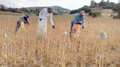 Hashas Kurakliktan Kozalak Baglamayinca Rekoltede Yüzde 70 Azaldi