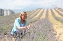 TELEVİZYON - Lavanta Bahçesi Ziyarete Açildi