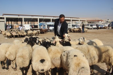 Sanliurfa'da Kurbanliklar Görücüye Çikti