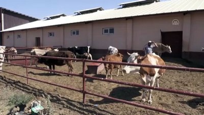 Van'da Tarim Ve Hayvancilik Projelerine 1,5 Yilda 24 Milyon Lira Hibe Destegi Verildi