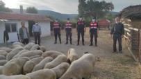 Agildan Kaçan Koyunlari Jandarma Buldu