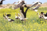 Eskisehir'de Leyleklerin Görsel Söleni