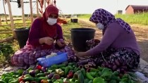 SANAYİ SEKTÖRÜ - Gaziantep'te Toplam Yatirim Bedeli 55 Milyon Lira Olan 8 Projenin Açilisi Yapildi