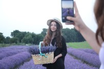 Genç Girisimci, Kiraç Tarlaya Ektigi Lavantalarla Görsel Sölen Olusturdu