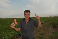 Igdir Ovasinda Karpuz Hasadi Basladi