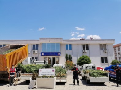 Jandarma Havadan Drone Ile Tespit Ettigi Uyusturucu Tarlasina Operasyon Açiklamasi 4 Gözalti