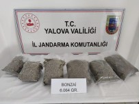 OSMAN GAZİ KÖPRÜSÜ - Jandarma Narkotik Köpegi Uyusturucuyu Böyle Buldu
