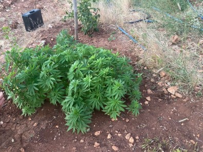 Jandarma Zehir Tacirlerine Göz Açtirmiyor