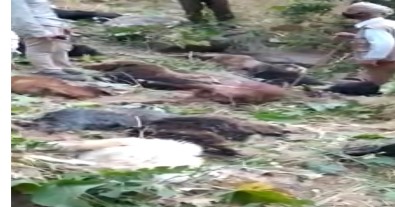 Kurtlarin Saldirisina Ugrayan Sürüdeki 70 Hayvan Telef Oldu