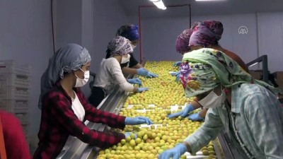 Malatya'dan 50 Ülkeye Yas Kayisi Ihracati