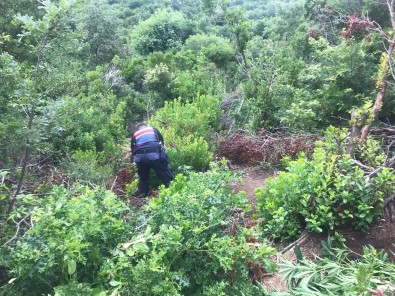 Ormanlik Alanda Hint Keneviri Yetistiren Süpheli Yakalandi