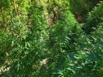 NARKOTIK - Samandag'da Bin 133 Kök Hint Keneviri Bitkisi Ele Geçirildi