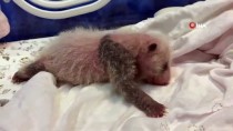 HAYVANAT BAHÇESİ - Çin'de Panda Ikiz Dogurdu