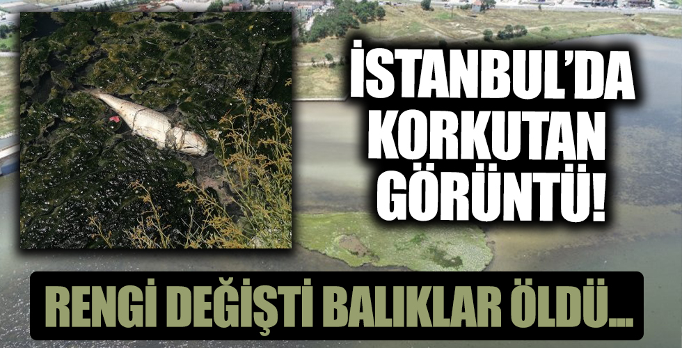 İstanbul'da korkutan görüntü: Rengi değişti, balıklar öldü