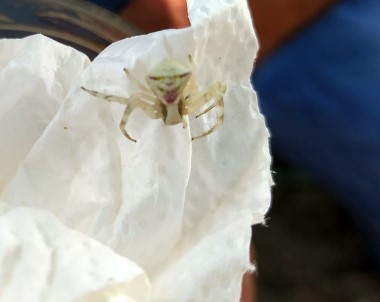 (Özel) Insan Yüzlü Örümcek Görenleri Hayrete Düsürdü