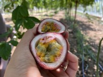 MİLLİ GELİR - Sifa Niyetine Ektigi Passiflora Meyvesinin Ticaretini Yapiyor