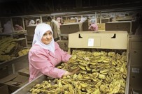 ENDONEZYA - Türkiye, Sark Tipi Tütün Üretim Ve Dis Ticaretinde Dünya Liderligini Koruyor