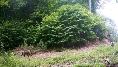 Bolu'da Yaban Hayat Fotokapanla Görüntülendi