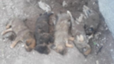 Çankiri'da Mezarlik Içerisinde Ölü Yavru Köpek Iddiasi