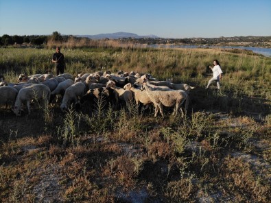 Çoban Degil, Birlesmis Milletler Gibi Aile